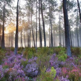 (relarticle.img|metadata).title