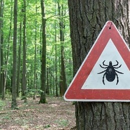 (article.img|metadata).title