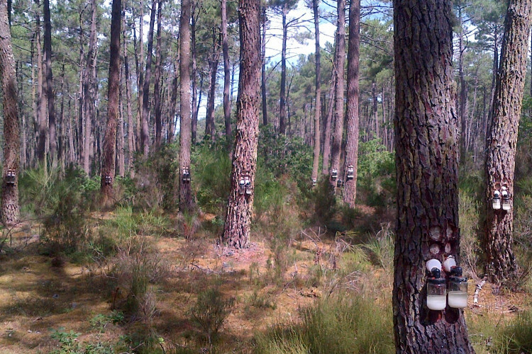 foret et deux pots récolte