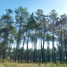 (relarticle.img|metadata).title