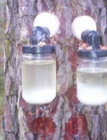 Résine de pin liquide Pure Gemme Biologique France