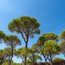 (relarticle.img|metadata).title