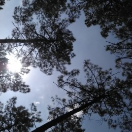 (relarticle.img|metadata).title