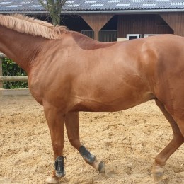 (relarticle.img|metadata).title